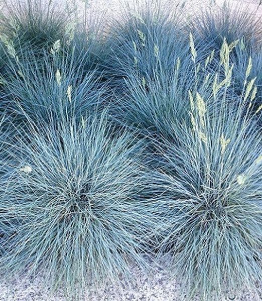 Festuca glauca 'Azurit' 